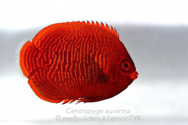 Awesome Fish Spotlight: All that glitters is not Golden Angelfish ...