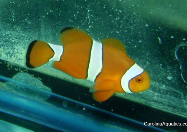 Bali Aquarich's latest, the new hybrid "Citron" Clownfish.