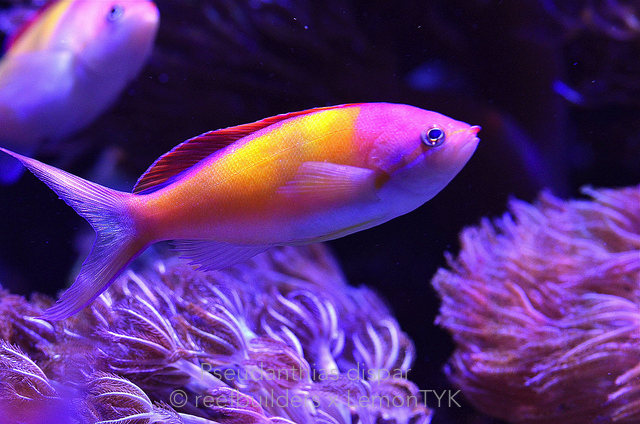 Reef Nuggets 5: Pseudanthias And Notes Regarding Feeding And Husbandry 