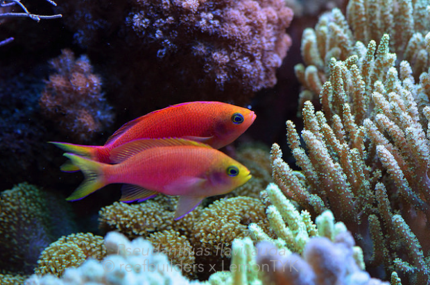 Reef Nuggets 5: Pseudanthias and notes regarding feeding and husbandry ...