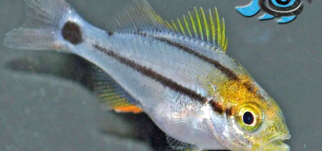 Captive-bred Porkfish from Fisheye Aquaculture bring another pelagic spawner to the commercial market.