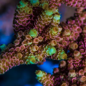 Top 7 rainbow SPS and Acropora corals | Reef Builders | The Reef and ...