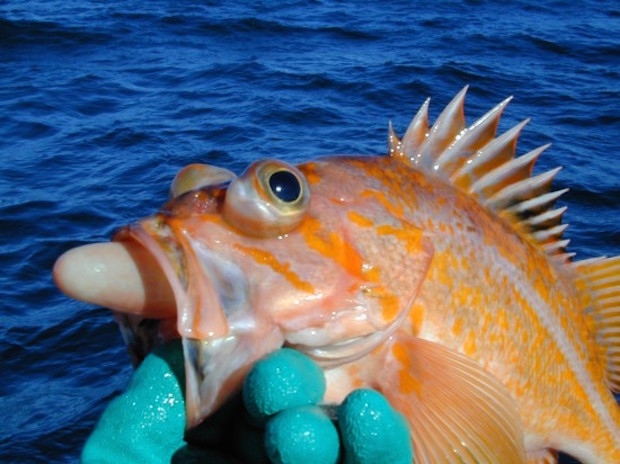 Descending devices allow fisherman to release deep sea fish