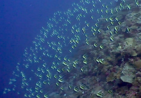 Huge spawning fish swarms in Palau really are Unique Dive Expeditions.