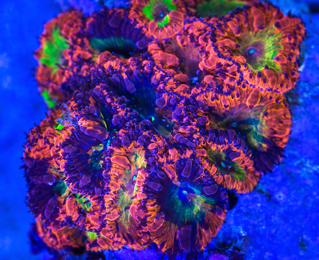 Rainbow Corals: The Master Aquarium List | Reef Builders | The Reef and ...