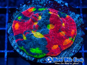 Rainbow Corals: The Master Aquarium List | Reef Builders | The Reef and ...