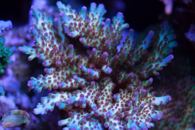 Top 7 rainbow SPS and Acropora corals | Reef Builders | The Reef and ...