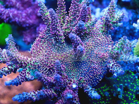 Top 7 rainbow SPS and Acropora corals | Reef Builders | The Reef and ...