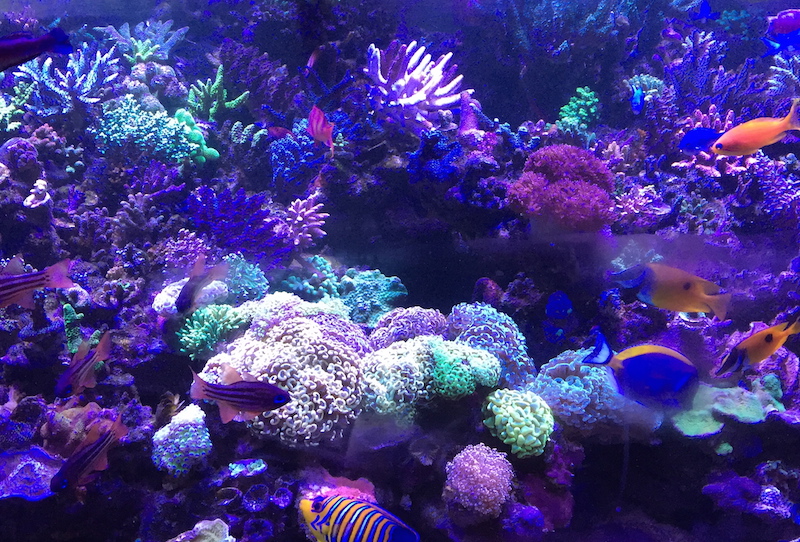 Common little lies we’ve told our significant other about reef tanks ...