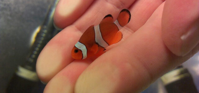 A standard 3-barred Sunset Mocha Clownfish - a hybrid back-cross bringing a different balance of parental contributions to the table.
