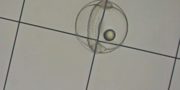 Halichoeres melanurus egg on a 1 mm Sedgewick Rafter cell.