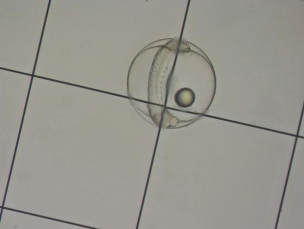 Halichoeres melanurus egg on a 1 mm Sedgewick Rafter cell.