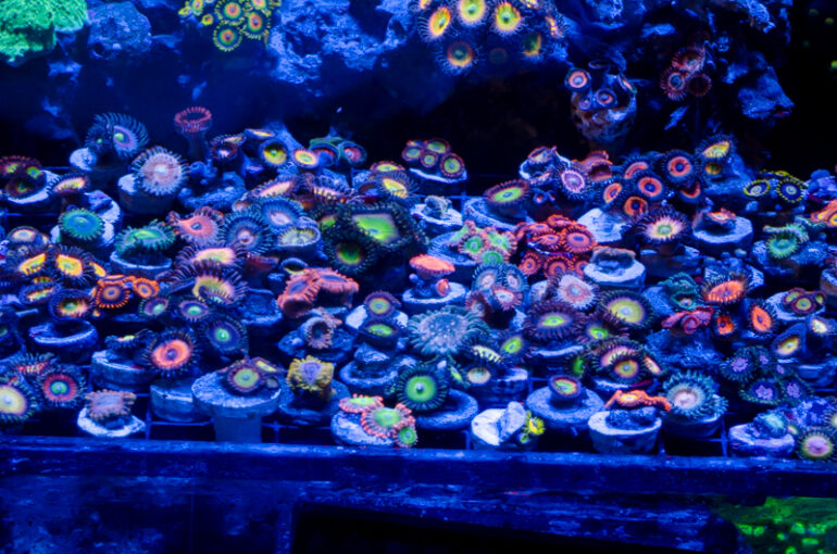 How to Frag Zoanthids Reef Builders The Reef and Saltwater Aquarium Blog