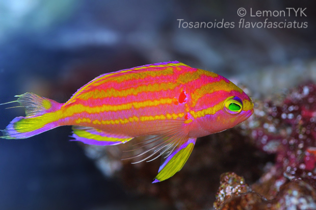 Awesome Fish Spotlight Prismatic Tosanoides flavofasciatus Reef