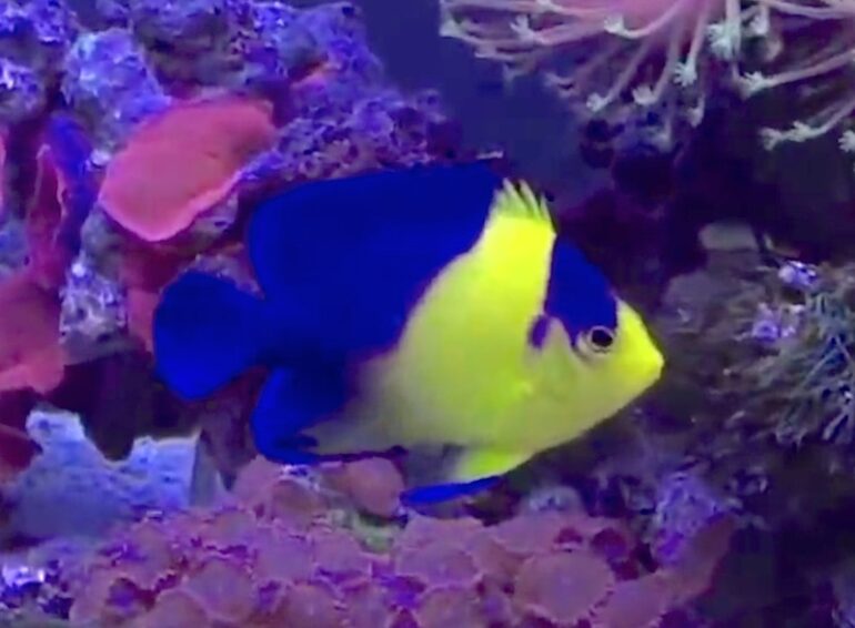 High-yellow Venustus angelfish looks great in high frame rate video ...