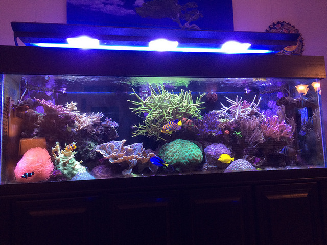 Reef Builders Reboot Phase One | Reef Builders | The Reef and Saltwater ...