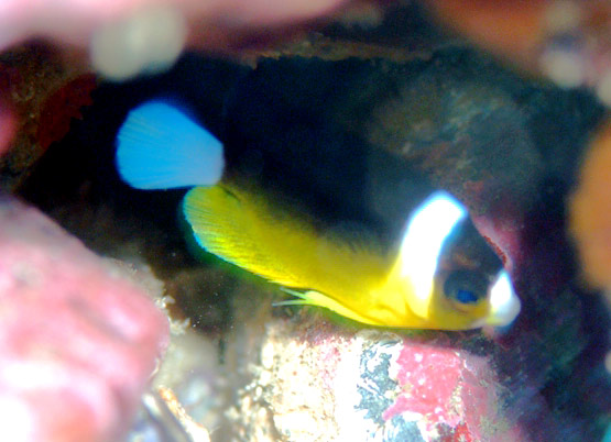 Abei Angelfish Collected in the Coral Sea | Reef Builders | The Reef ...