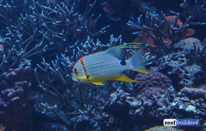 Threadfin snappers are living it up in Joe Yaiullo’s inland ocean