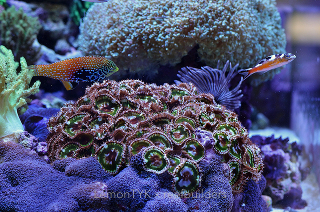 Coral обзор. Мягкий риф морской аквариум. Пушистый риф. Мягкие кораллы для морского аквариума. Коралл двигается.