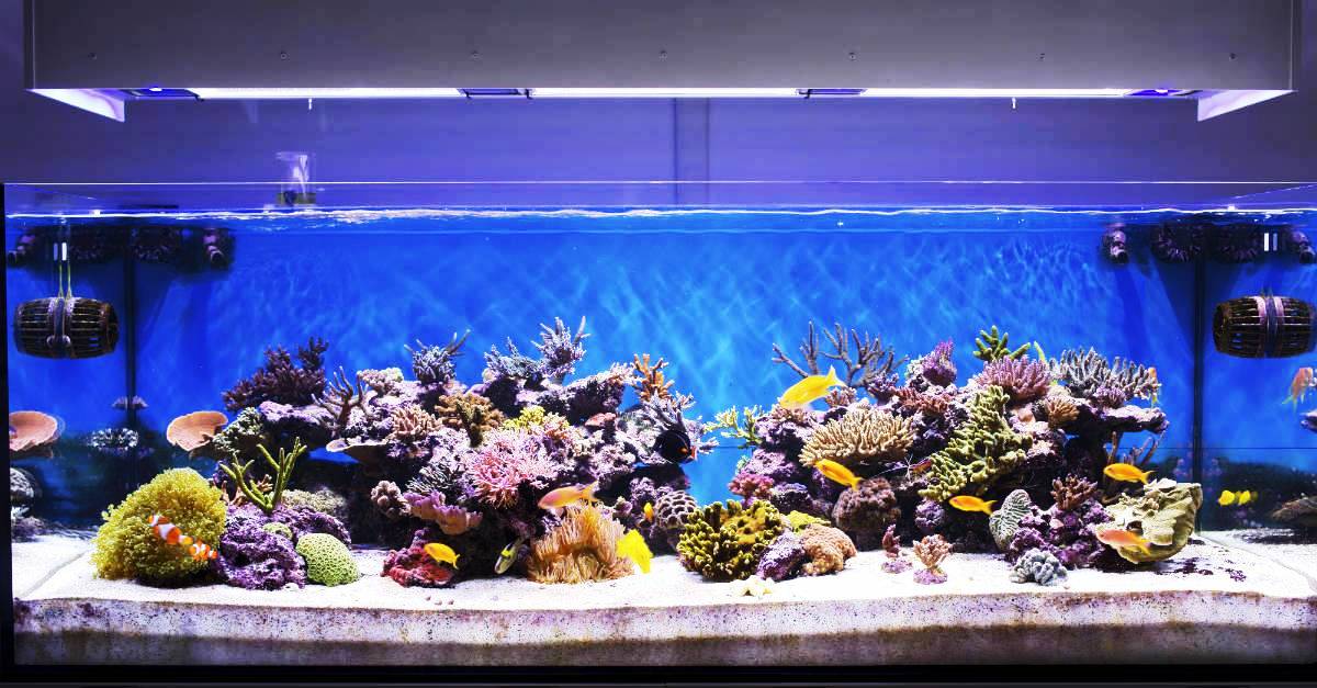 Aquarium hobby cheap