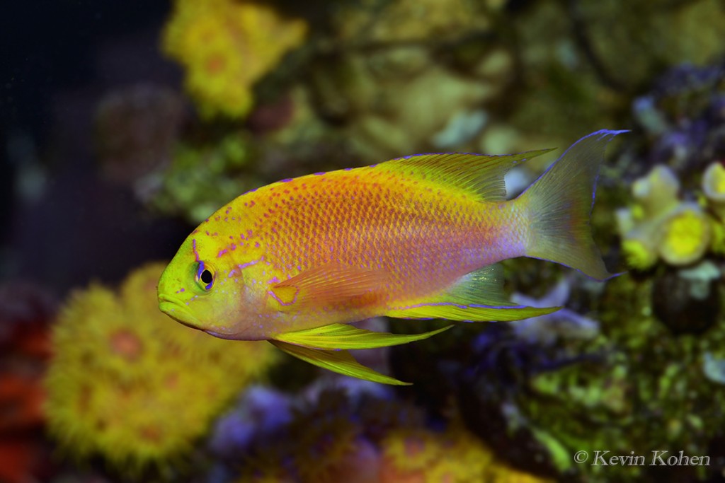 Diversity and forms of the Pseudanthias ventralis species flock: How ...