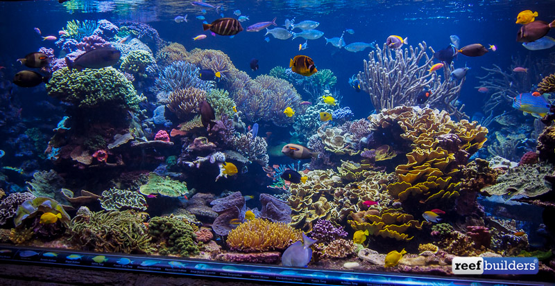 Reef Tanks in 2022 (REVIEWS Best Reef Tanks in 2022 (REVIEWS All In One Sal...