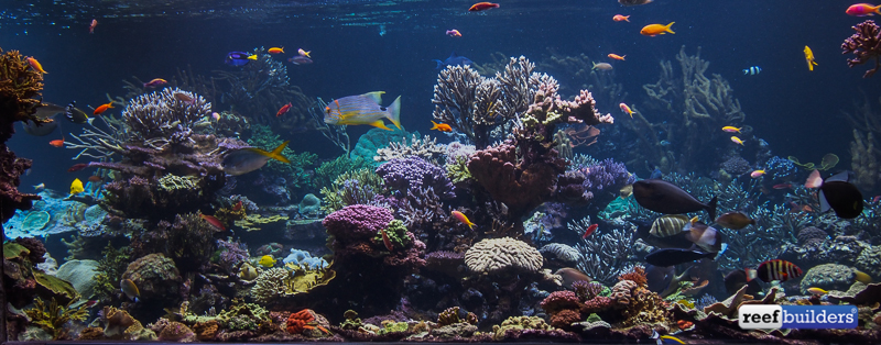How it's made: Reef Aquariums, Reef Builders