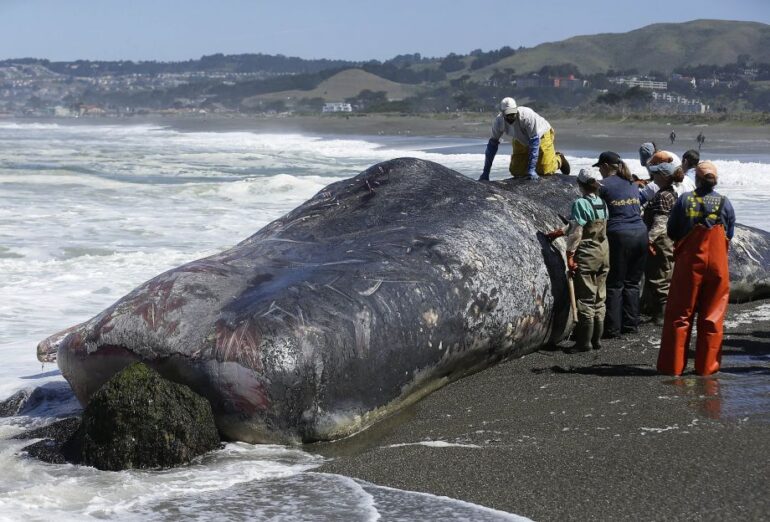 Sperm whale washes ashore in Northern California, cause of death ...