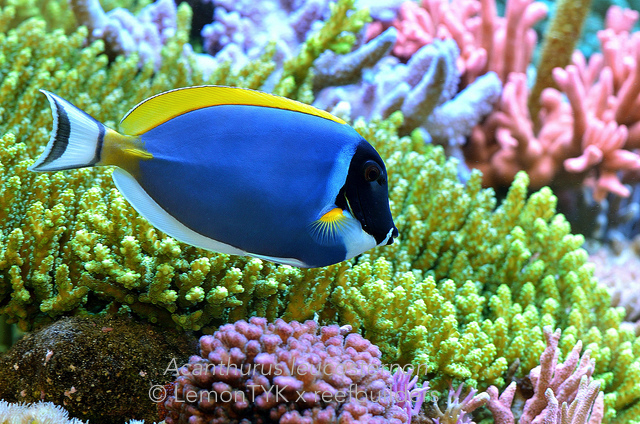 Powder Blue Tangs & Emperor Angelfish: Two Common Fish That New