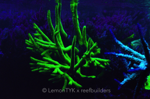 Coral fluorescence is a thing of magic | Reef Builders | The Reef and ...