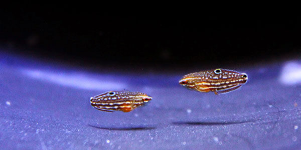 Halichoeres melanurus, captive-bred and shown here, fully settled and in juvenile coloration, at 36 days post hatch.