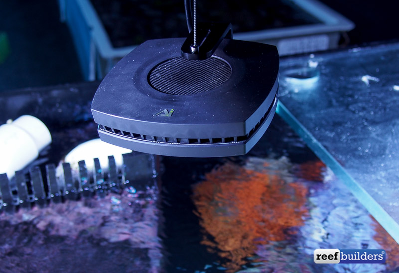 The AI Prime makes one awesome accent LED light Reef Builders The