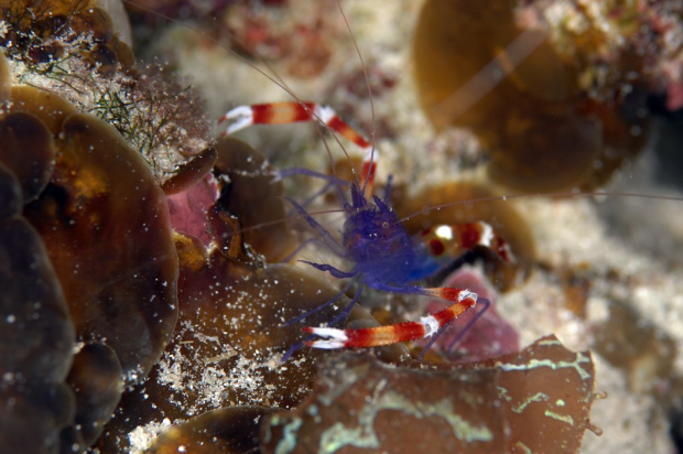 A Photographic Identification Guide to Stenopus Shrimp | Reef Builders ...