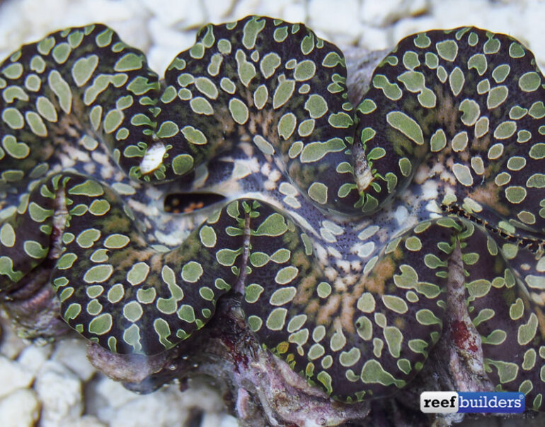 Teardrop Squamosa Clam Masquerades As Tridacna Noae Reef Builders The Reef And Saltwater 