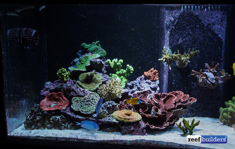 Sneak peek at the demonstration center that is the Unique Corals reef