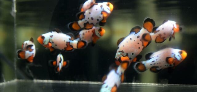 Mocha Frostbite Clownfish - a new hybrid and genetic combination has become available.