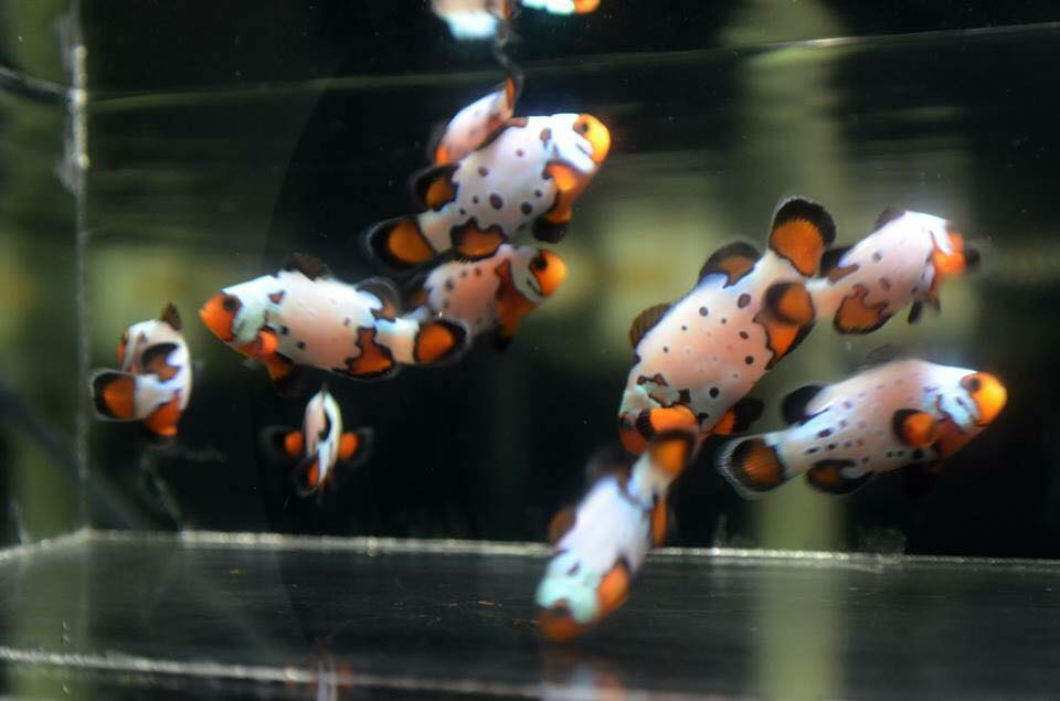 Mocha Frostbite Clownfish Are One Of The Newest Designer Hybrids Reef Builders The Reef And Saltwater Aquarium Blog