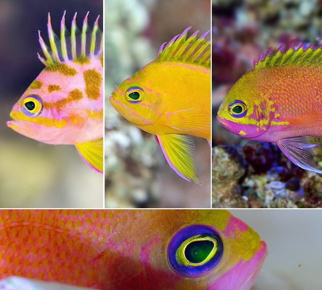 O’ don’t you love this anthias - Odontanthias unimaculatus | Reef ...