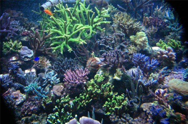 The Ecosystem Aquarium Method: What’s in the Miracle Mud? | Reef ...