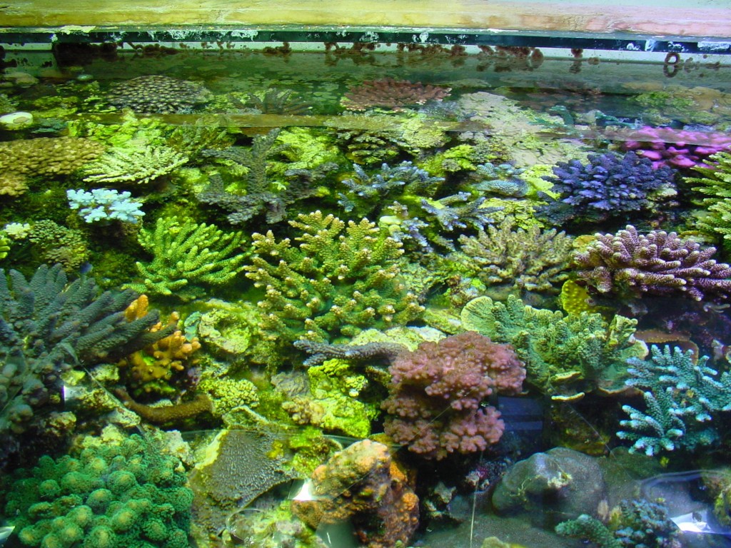 The Ecosystem Aquarium Method What’s in the Miracle Mud? Reef