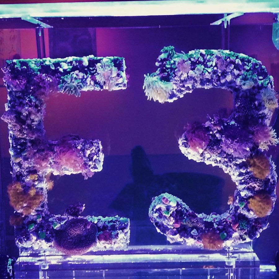 Manhattan Aquariums installs gravitydefying coral art at new Carnegie