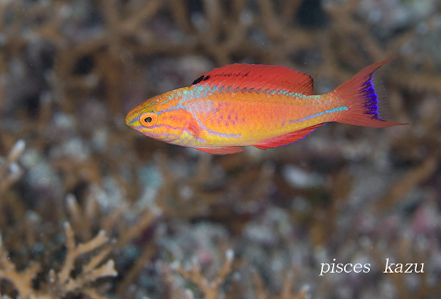 1.2 Fairy Wrasses: The lunatus group | Reef Builders | The Reef and ...