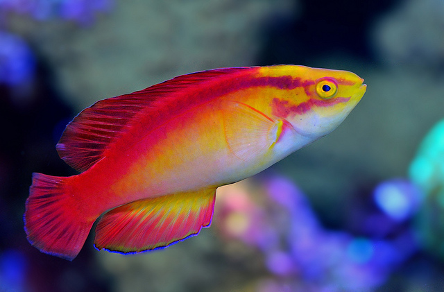 need a quick saltwater fish ID- Hawaiian?