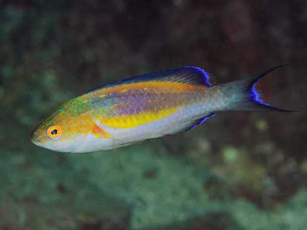 1.2 Fairy Wrasses: The lunatus group | Reef Builders | The Reef and ...