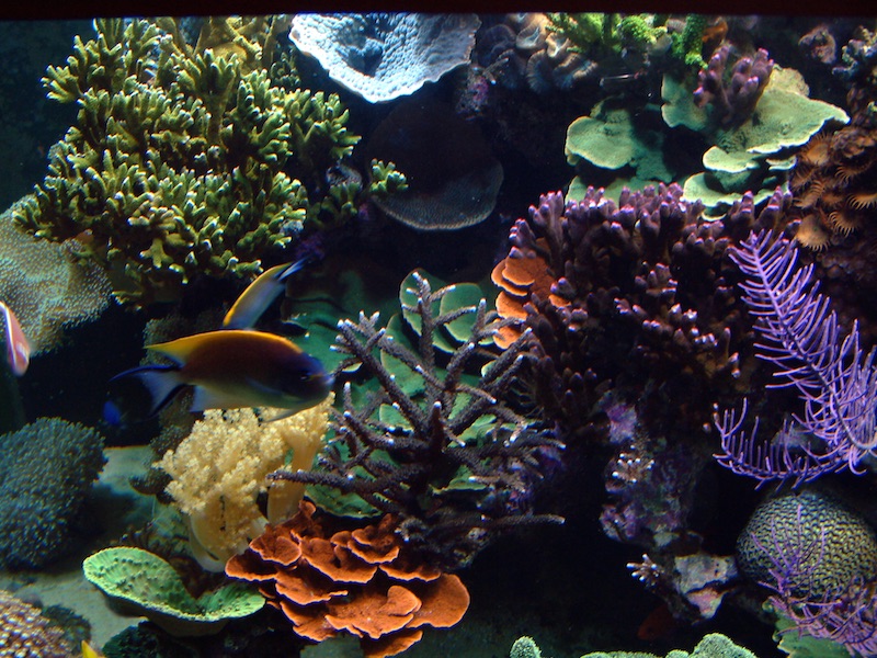 The Ecosystem Aquarium Method: What’s in the Miracle Mud? | Reef ...