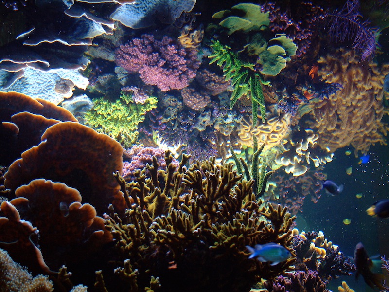 The Ecosystem Aquarium Method: What’s in the Miracle Mud? | Reef ...