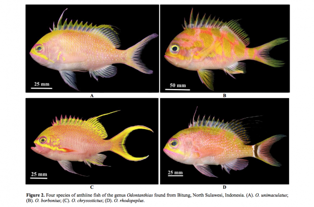 O’ don’t you love this anthias - Odontanthias unimaculatus | Reef ...