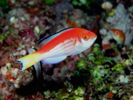 1.1 Fairy Wrasses: The lubbocki group | Reef Builders | The Reef and ...