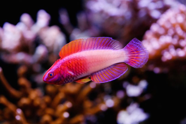 Cirrhilabrus rubrisquamis in nuptial display. 