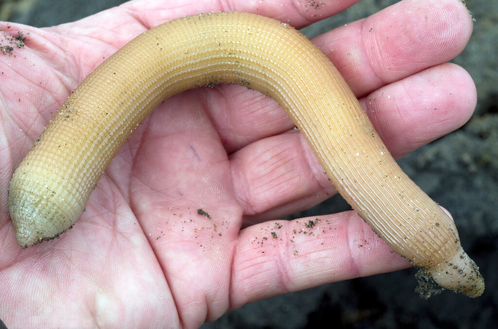Peanut Worms in the Reef Aquarium Reef Builders The Reef and